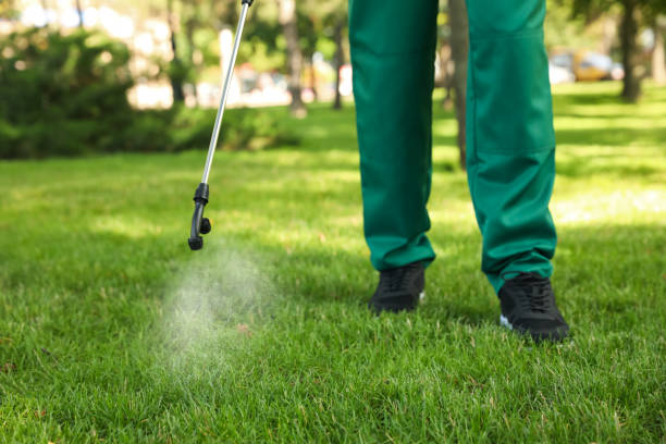 Best Spider Control Near Me  in Brownsville, TX