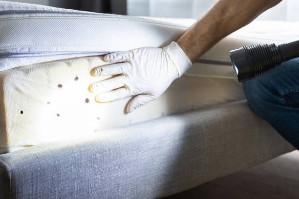 Best Flea Control Services  in Brownsville, TX