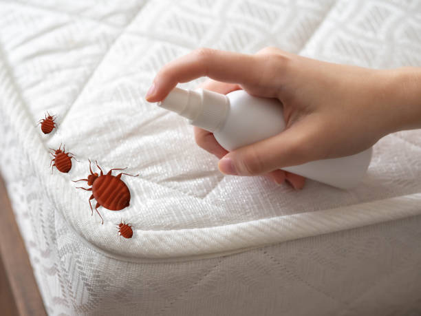 Best Residential Pest Control  in Brownsville, TX
